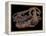 A Genuine Fossilized Skull of a T. Rex-Stocktrek Images-Framed Premier Image Canvas