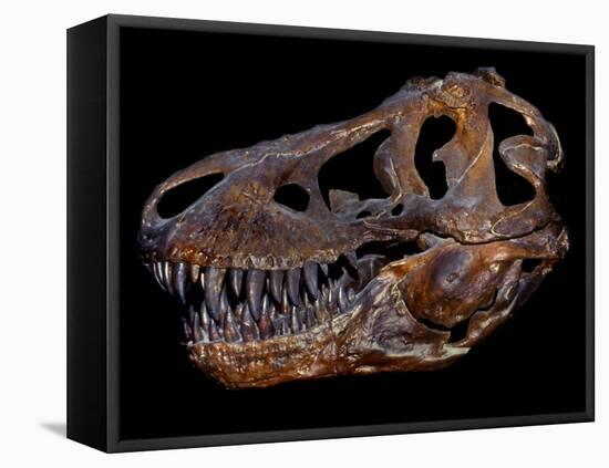 A Genuine Fossilized Skull of a T. Rex-Stocktrek Images-Framed Premier Image Canvas