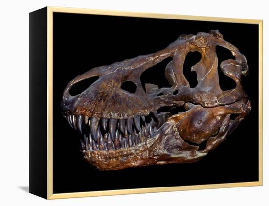 A Genuine Fossilized Skull of a T. Rex-Stocktrek Images-Framed Premier Image Canvas