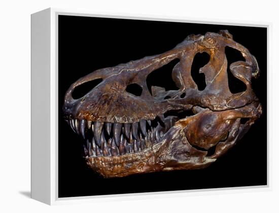 A Genuine Fossilized Skull of a T. Rex-Stocktrek Images-Framed Premier Image Canvas