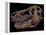 A Genuine Fossilized Skull of a T. Rex-Stocktrek Images-Framed Premier Image Canvas