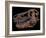 A Genuine Fossilized Skull of a T. Rex-Stocktrek Images-Framed Photographic Print