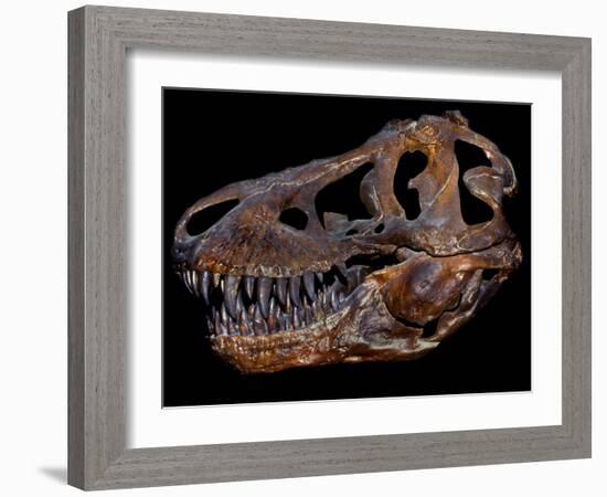 A Genuine Fossilized Skull of a T. Rex-Stocktrek Images-Framed Photographic Print