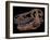 A Genuine Fossilized Skull of a T. Rex-Stocktrek Images-Framed Photographic Print