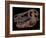 A Genuine Fossilized Skull of a T. Rex-Stocktrek Images-Framed Photographic Print