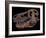 A Genuine Fossilized Skull of a T. Rex-Stocktrek Images-Framed Photographic Print