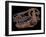 A Genuine Fossilized Skull of a T. Rex-Stocktrek Images-Framed Photographic Print