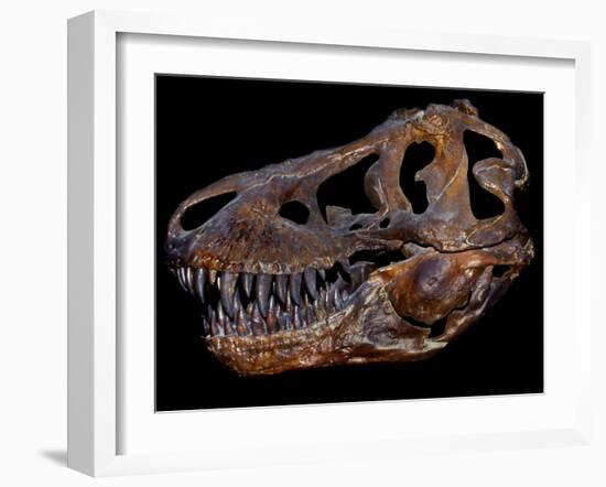 A Genuine Fossilized Skull of a T. Rex-Stocktrek Images-Framed Photographic Print