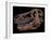 A Genuine Fossilized Skull of a T. Rex-Stocktrek Images-Framed Photographic Print