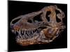 A Genuine Fossilized Skull of a T. Rex-Stocktrek Images-Mounted Photographic Print