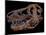 A Genuine Fossilized Skull of a T. Rex-Stocktrek Images-Mounted Photographic Print