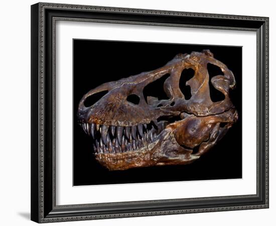 A Genuine Fossilized Skull of a T. Rex-Stocktrek Images-Framed Photographic Print