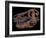 A Genuine Fossilized Skull of a T. Rex-Stocktrek Images-Framed Photographic Print