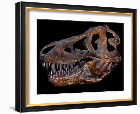 A Genuine Fossilized Skull of a T. Rex-Stocktrek Images-Framed Photographic Print