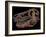 A Genuine Fossilized Skull of a T. Rex-Stocktrek Images-Framed Photographic Print