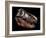 A Genuine Fossilized Skull of a T. Rex-Stocktrek Images-Framed Photographic Print