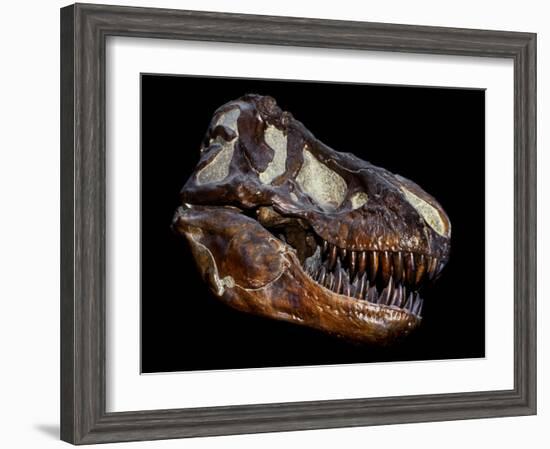 A Genuine Fossilized Skull of a T. Rex-Stocktrek Images-Framed Photographic Print