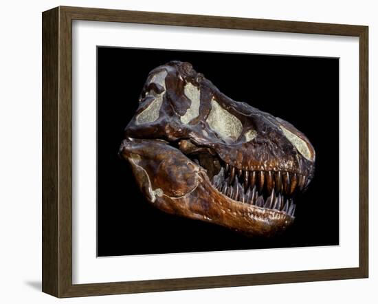 A Genuine Fossilized Skull of a T. Rex-Stocktrek Images-Framed Photographic Print