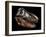 A Genuine Fossilized Skull of a T. Rex-Stocktrek Images-Framed Photographic Print