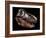 A Genuine Fossilized Skull of a T. Rex-Stocktrek Images-Framed Photographic Print