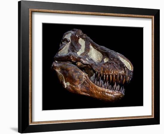 A Genuine Fossilized Skull of a T. Rex-Stocktrek Images-Framed Photographic Print