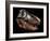 A Genuine Fossilized Skull of a T. Rex-Stocktrek Images-Framed Photographic Print