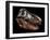 A Genuine Fossilized Skull of a T. Rex-Stocktrek Images-Framed Photographic Print