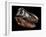A Genuine Fossilized Skull of a T. Rex-Stocktrek Images-Framed Photographic Print