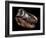 A Genuine Fossilized Skull of a T. Rex-Stocktrek Images-Framed Photographic Print