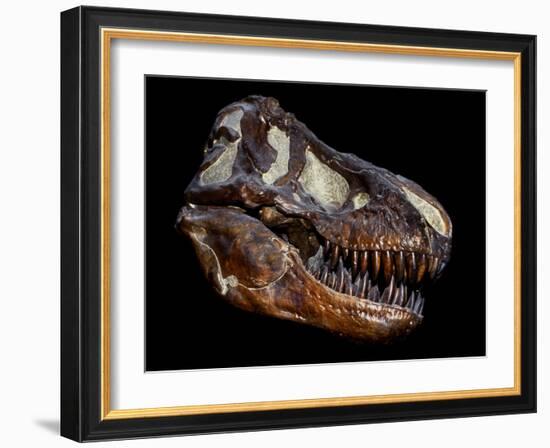 A Genuine Fossilized Skull of a T. Rex-Stocktrek Images-Framed Photographic Print