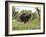 A German Bundeswehr Soldier Camouflages Himself to Blend into His Surroundings-Stocktrek Images-Framed Photographic Print