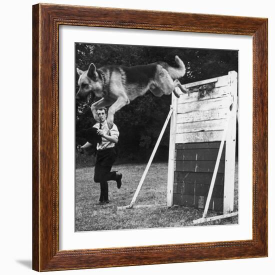 A German Shepherd Police Dog Jumping a Hurdle During a Training Session-null-Framed Photographic Print