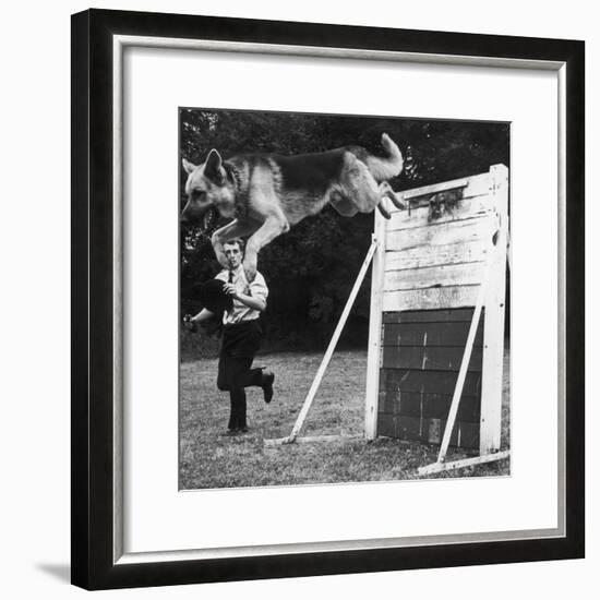 A German Shepherd Police Dog Jumping a Hurdle During a Training Session-null-Framed Photographic Print