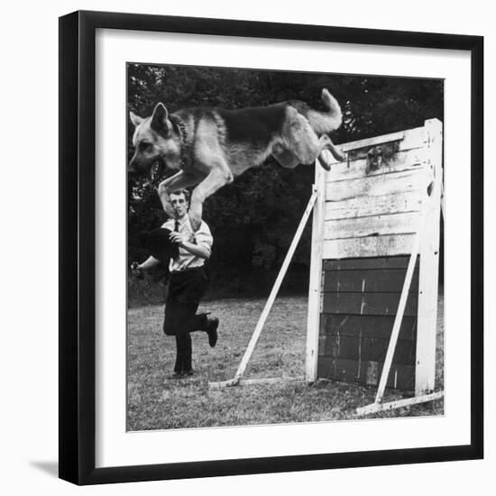 A German Shepherd Police Dog Jumping a Hurdle During a Training Session-null-Framed Photographic Print