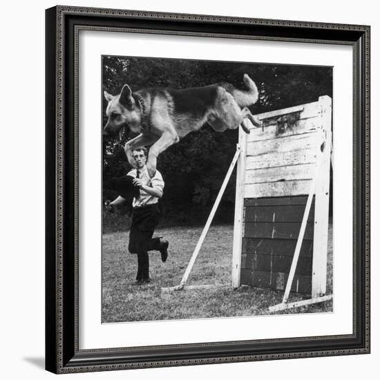 A German Shepherd Police Dog Jumping a Hurdle During a Training Session-null-Framed Photographic Print