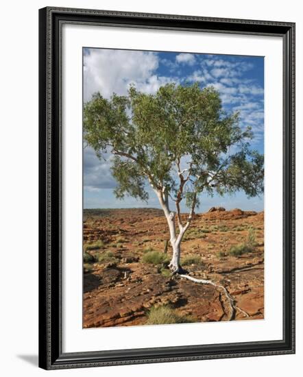 A Ghost Gum with an Exposed Root Thrives in Rocky Terrain at Kings Canyon, Australia-Nigel Pavitt-Framed Photographic Print