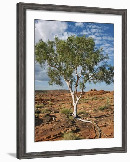 A Ghost Gum with an Exposed Root Thrives in Rocky Terrain at Kings Canyon, Australia-Nigel Pavitt-Framed Photographic Print