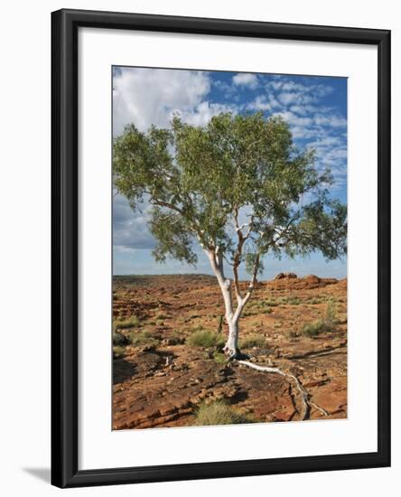 A Ghost Gum with an Exposed Root Thrives in Rocky Terrain at Kings Canyon, Australia-Nigel Pavitt-Framed Photographic Print
