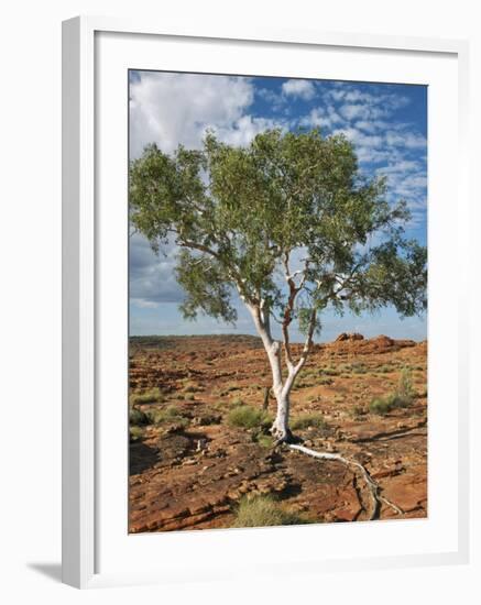 A Ghost Gum with an Exposed Root Thrives in Rocky Terrain at Kings Canyon, Australia-Nigel Pavitt-Framed Photographic Print