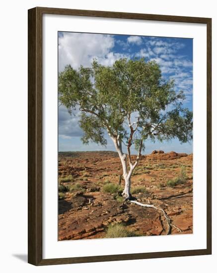 A Ghost Gum with an Exposed Root Thrives in Rocky Terrain at Kings Canyon, Australia-Nigel Pavitt-Framed Photographic Print