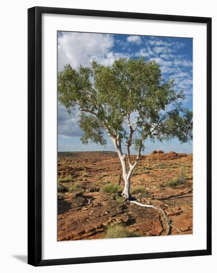 A Ghost Gum with an Exposed Root Thrives in Rocky Terrain at Kings Canyon, Australia-Nigel Pavitt-Framed Photographic Print