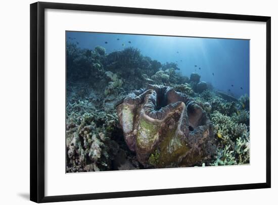 A Giant Clam Grows on a Reef in Raja Ampat-Stocktrek Images-Framed Photographic Print