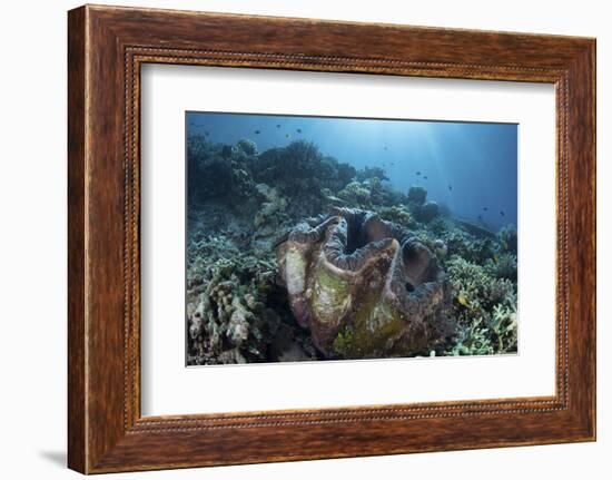 A Giant Clam Grows on a Reef in Raja Ampat-Stocktrek Images-Framed Photographic Print