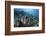 A Giant Clam Grows on a Reef in Raja Ampat-Stocktrek Images-Framed Photographic Print