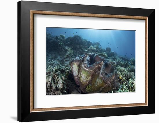 A Giant Clam Grows on a Reef in Raja Ampat-Stocktrek Images-Framed Photographic Print