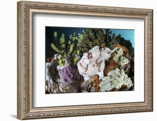 A Giant Frogfish Blends into its Reef Surroundings in Indonesia-Stocktrek Images-Framed Photographic Print