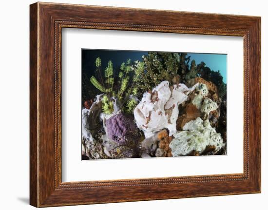 A Giant Frogfish Blends into its Reef Surroundings in Indonesia-Stocktrek Images-Framed Photographic Print