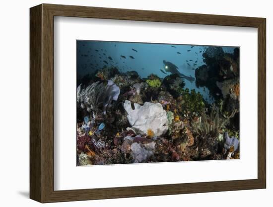 A Giant Frogfish Blends into its Reef Surroundings in Indonesia-Stocktrek Images-Framed Photographic Print