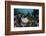 A Giant Frogfish Blends into its Reef Surroundings in Indonesia-Stocktrek Images-Framed Photographic Print