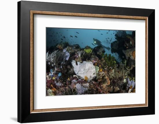 A Giant Frogfish Blends into its Reef Surroundings in Indonesia-Stocktrek Images-Framed Photographic Print